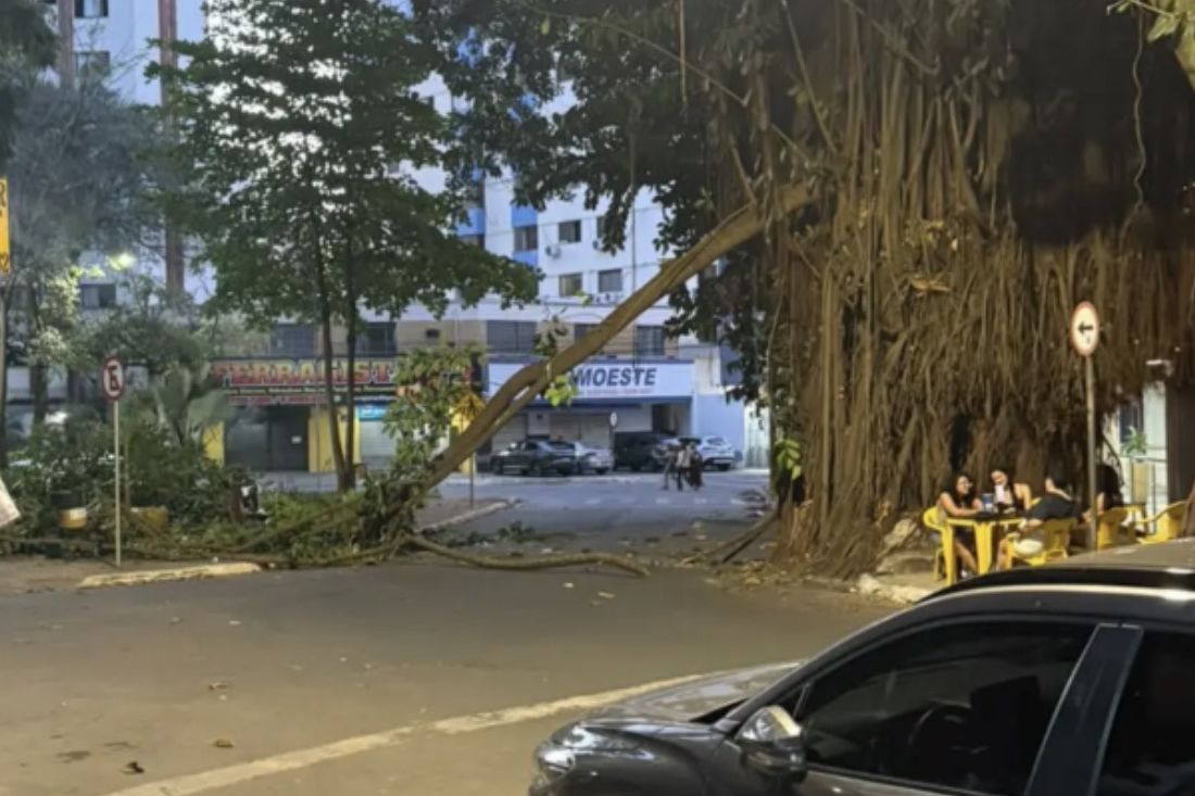 Galho grande de gameleira caído sobre a calçada e parte da rua, ao lado do tronco da árvore, em Goiânia