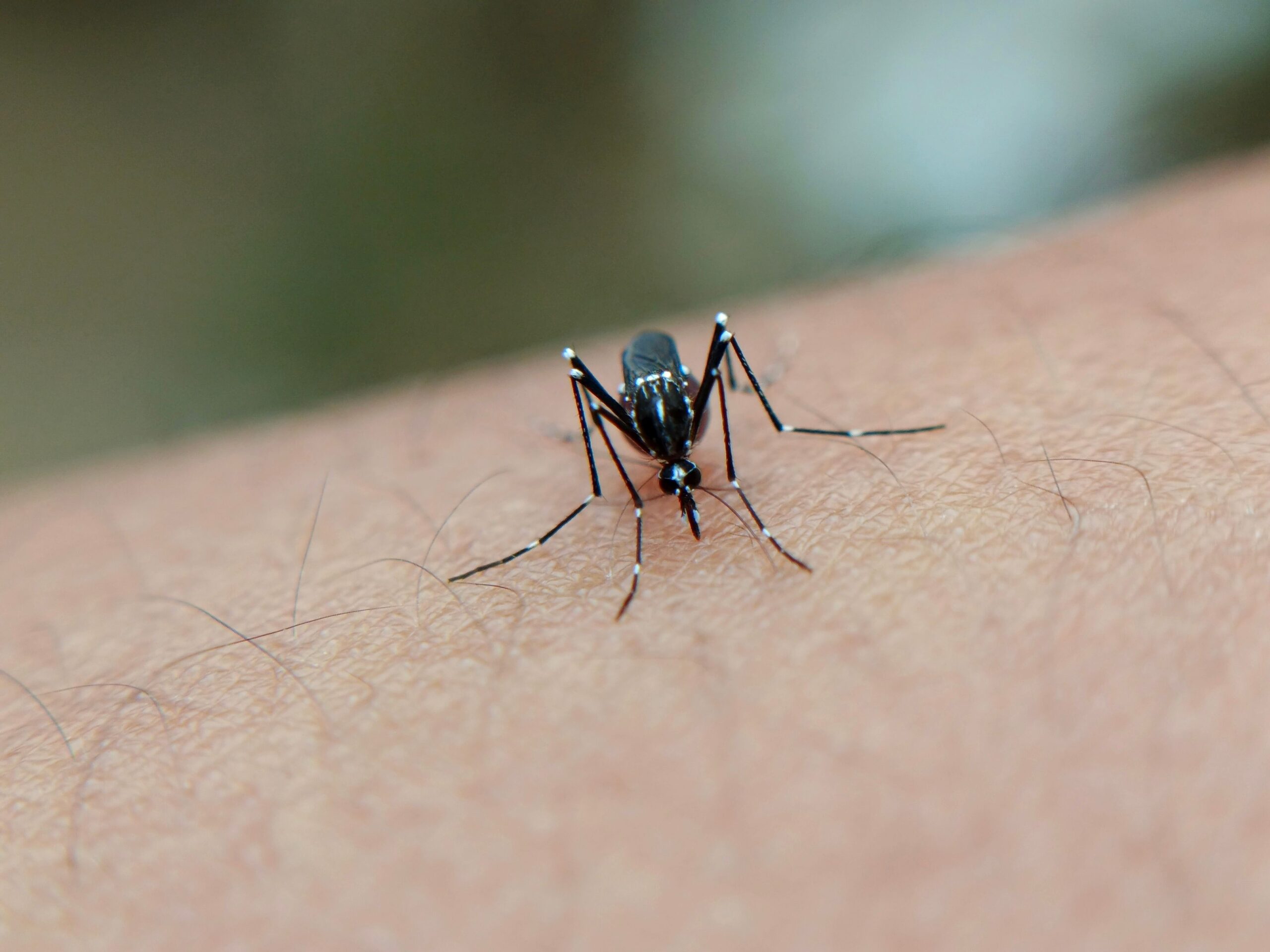 Mosquito Aedes aegypti pousado na pele de uma pessoa