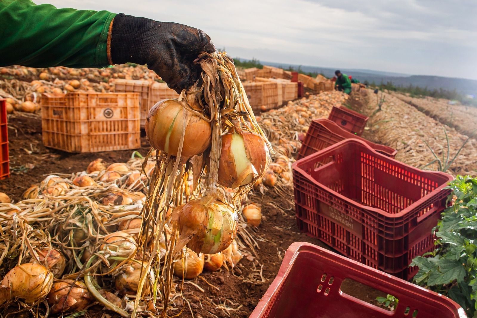 Caixas de cebola rec&eacute;m-colhida dispostas em lavoura, com plantio ao fundo