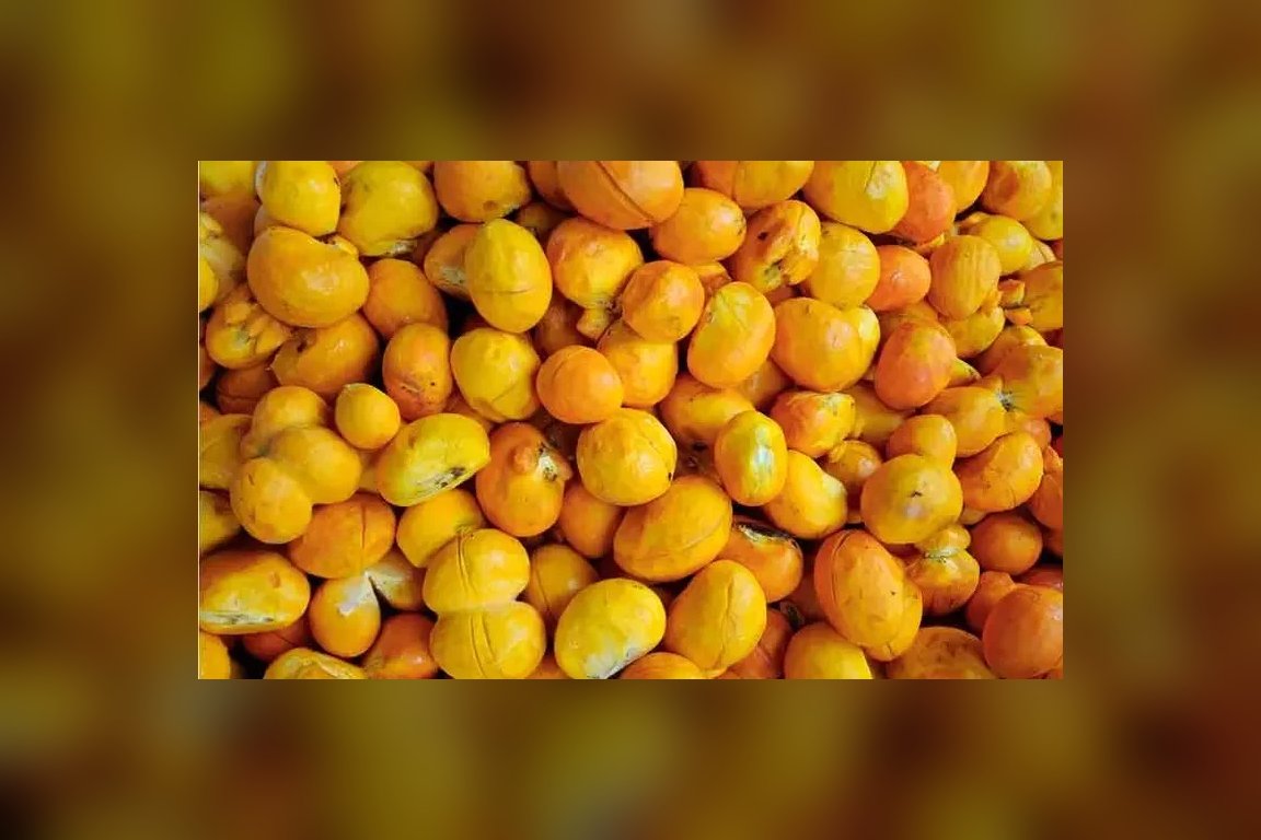Frutos de pequi maduros, com a casca aberta mostrando a polpa amarela
