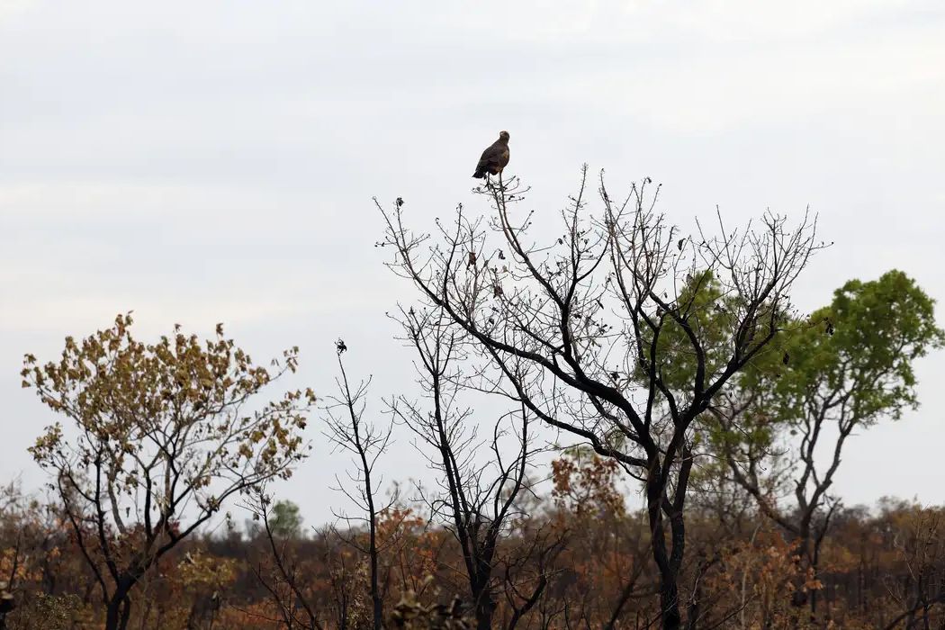 Gavião pousado em árvore de vegetação de cerrado atingida por fogo