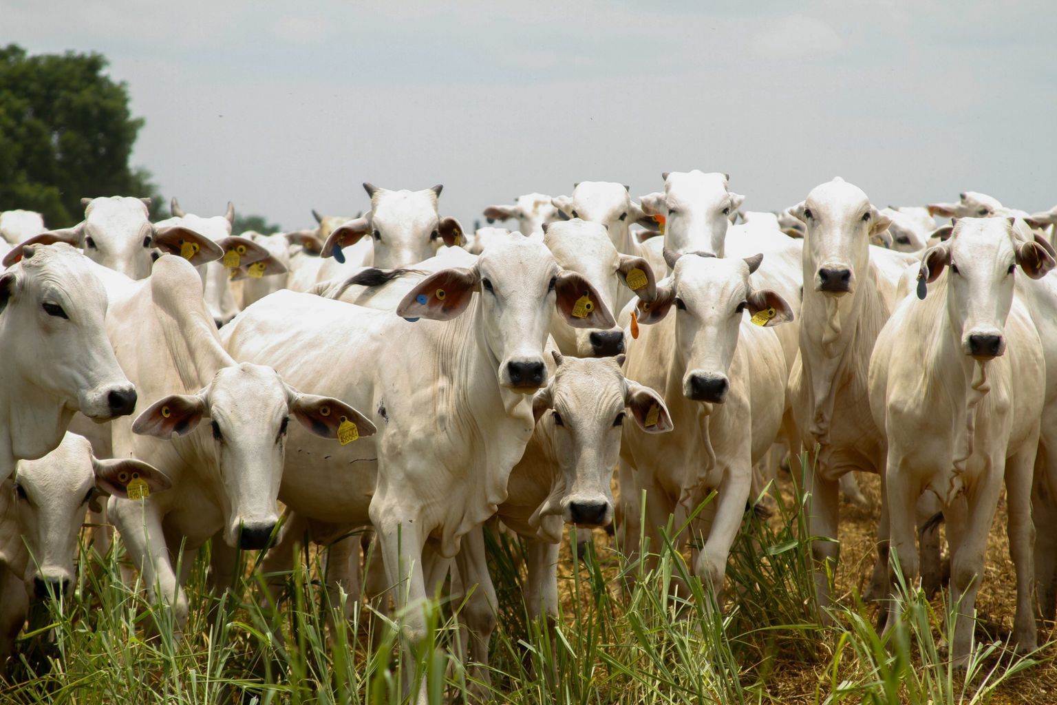 Bovinos em pastagem em propriedade rural de Goiás