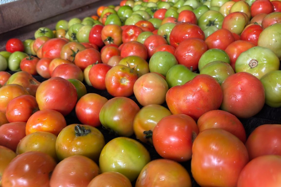 Tomates maduros e ainda verdes em caixa, em foto aproximada
