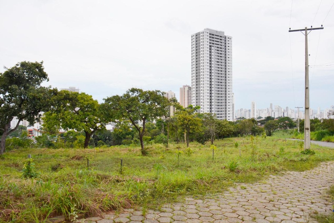Área de vegetação do Parque da Serrinha com prédios de Goiânia ao fundo