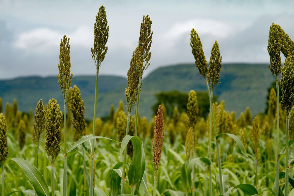 Panículas de sorgo em lavoura goiana, com serra ao fundo