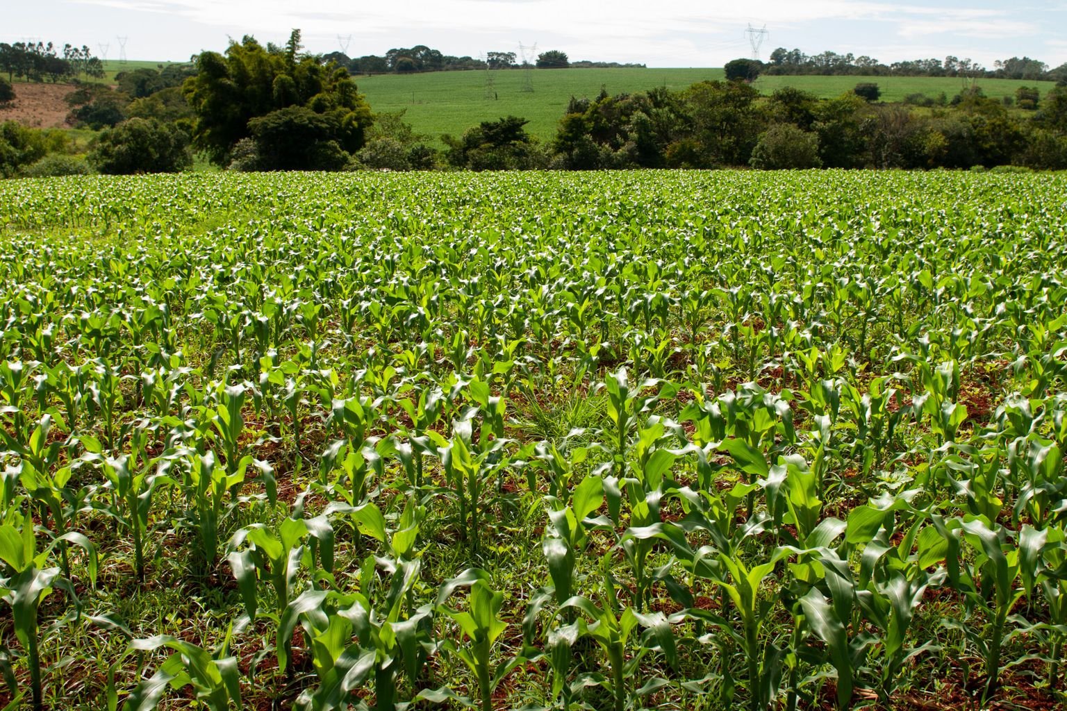 Lavoura de milho em crescimento em Goiás, com mata ao fundo