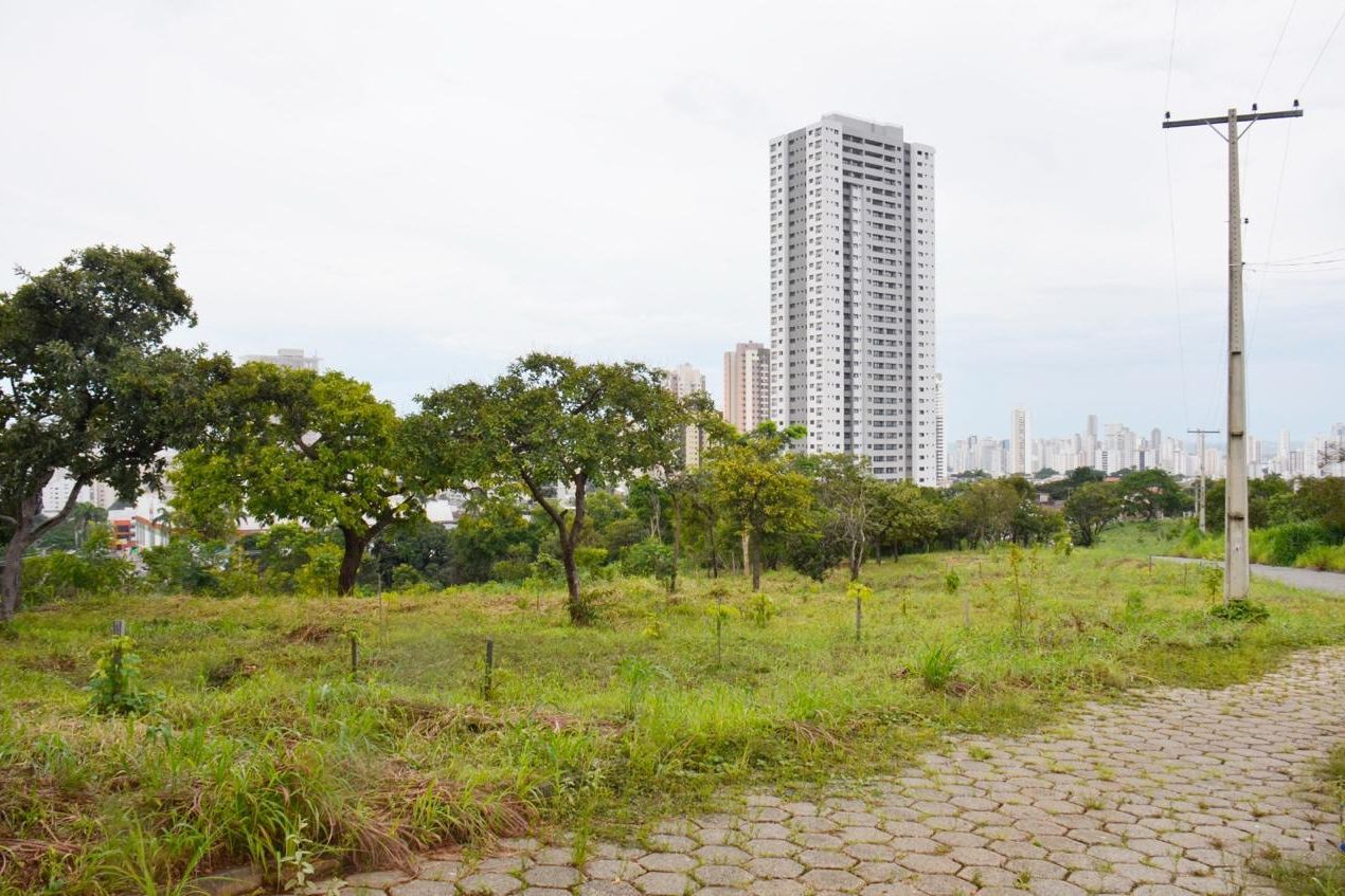 Área de vegetação com prédios de Goiânia ao fundo