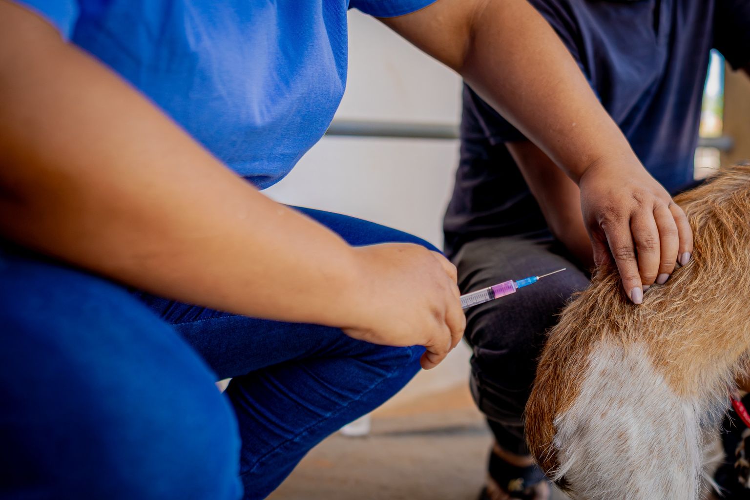 Profissional aplica vacina antirrábica em um cão segurado por tutor